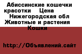 Абиссинские кошечки красотки. › Цена ­ 17 000 - Нижегородская обл. Животные и растения » Кошки   